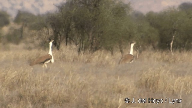 Great Indian Bustard - ML201325351