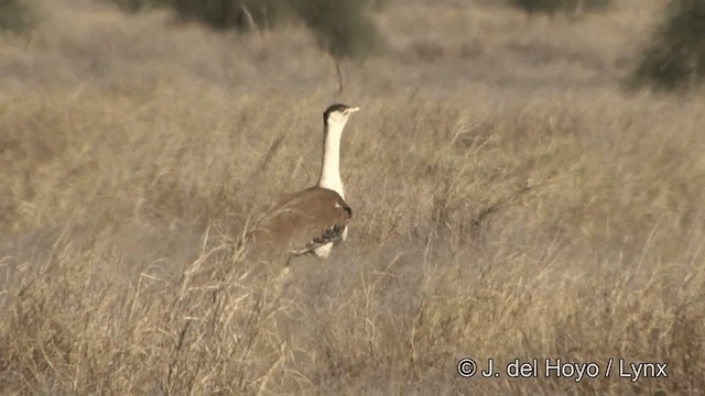 Great Indian Bustard - ML201325371