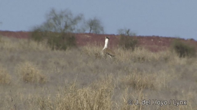 Great Indian Bustard - ML201325381