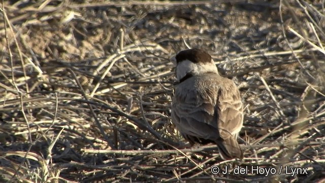 Белолобый жаворонок - ML201325421