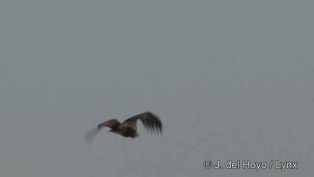 White-rumped Vulture - ML201325471