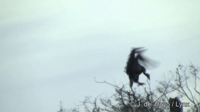 White-rumped Vulture - ML201325481