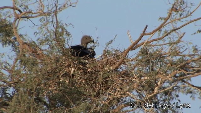 Vautour chaugoun - ML201325491