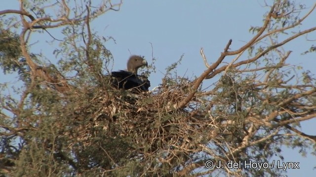 White-rumped Vulture - ML201325491