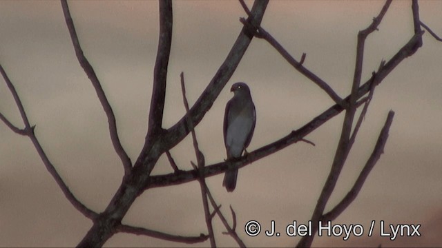 Variable Goshawk (Variable) - ML201325501