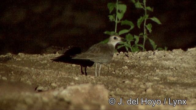 Oriental Plover - ML201325541