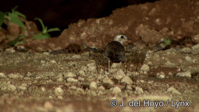 Oriental Plover - ML201325561