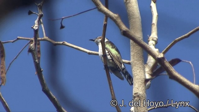 Little Bronze-Cuckoo - ML201325571