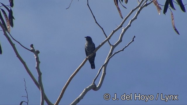 Little Bronze-Cuckoo - ML201325581