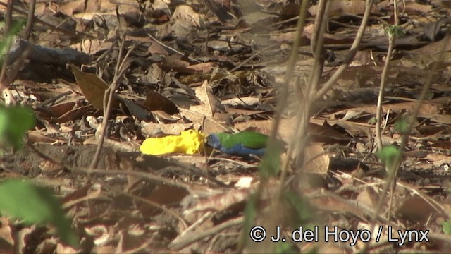 Tricolored Parrotfinch - ML201325641