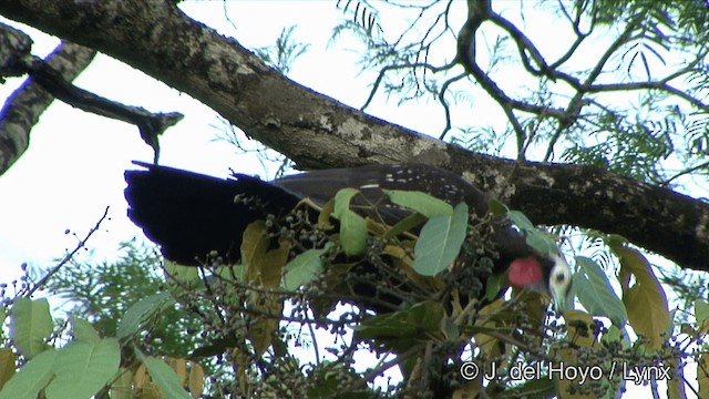 guan červenohrdlý (ssp. cujubi) - ML201325711