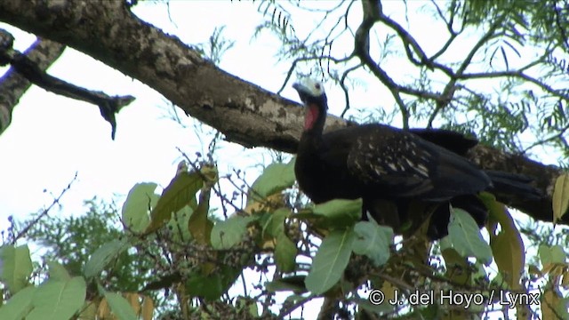 Rotkehlguan (cujubi) - ML201325721