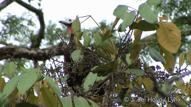 Red-throated Piping-Guan (Gray-crested) - ML201325741