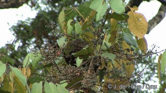 Red-throated Piping-Guan (Gray-crested) - ML201325751