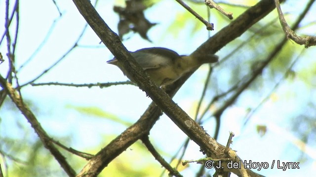 Gelbzügel-Pipratyrann - ML201325861