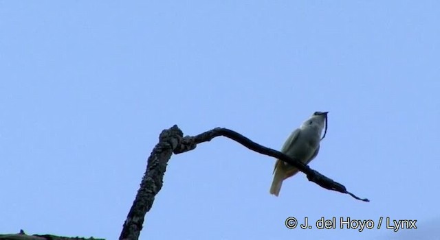 White Bellbird - ML201325871