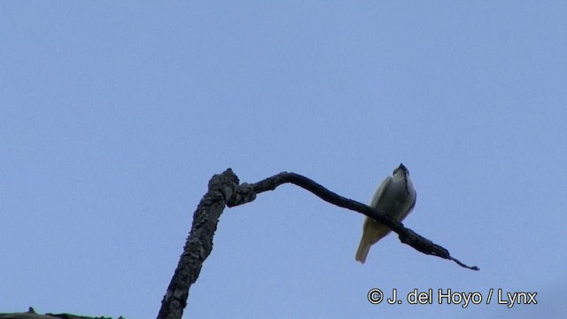 White Bellbird - ML201325881