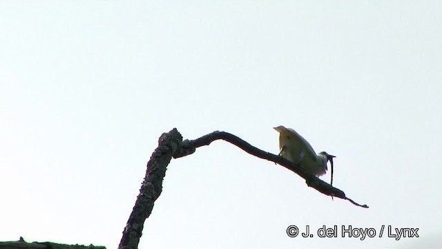 White Bellbird - ML201325891