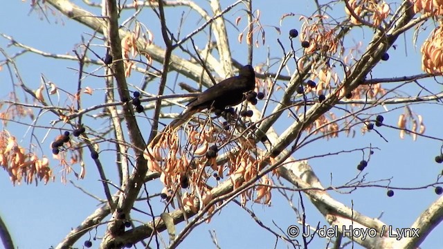 Crested Oropendola - ML201325931