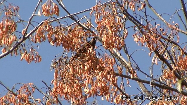 Santarem Parakeet (Santarem) - ML201325991