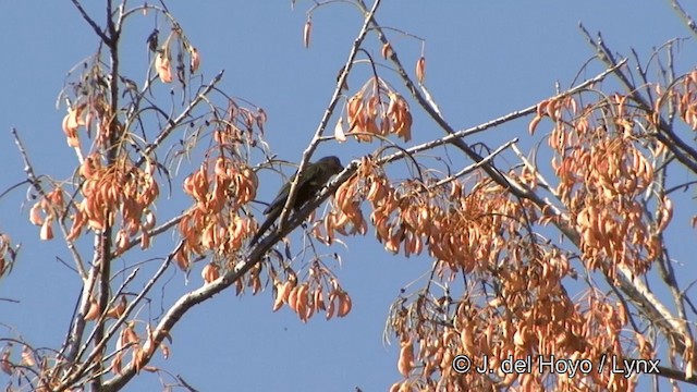 pyrura paráský (ssp. amazonum) - ML201326001