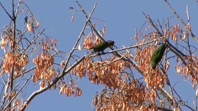 Conure de Hellmayr (amazonum) - ML201326011