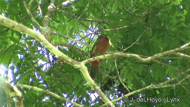 Tucanete de Gould - ML201326051