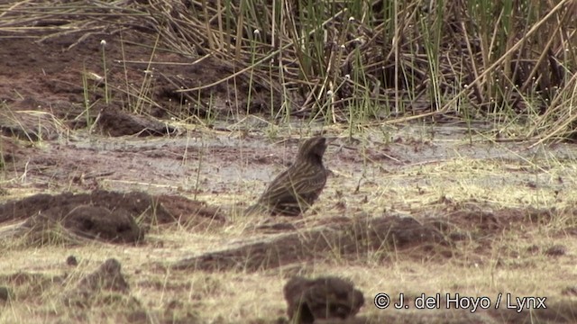 Red-breasted Meadowlark - ML201326071