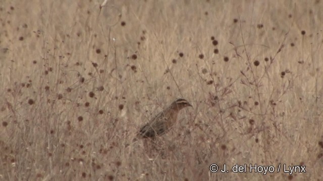 Loica Pechirroja - ML201326081