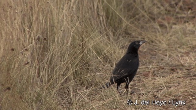 ムネアカマキバドリ - ML201326091