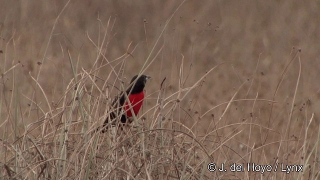 Red-breasted Meadowlark - ML201326101