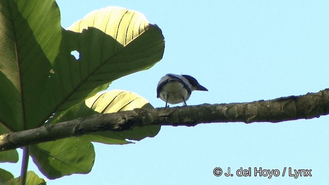 Black-crowned Tityra - ML201326171