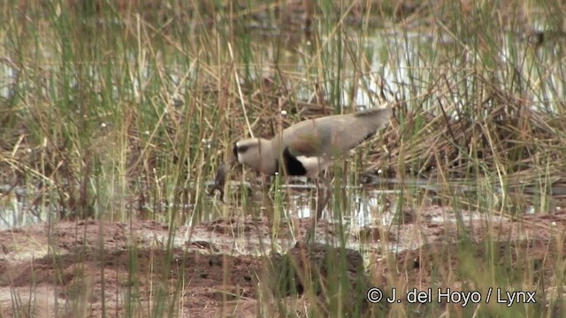 Southern Lapwing (lampronotus) - ML201326211