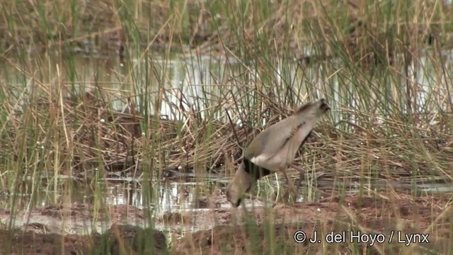 Southern Lapwing (lampronotus) - ML201326231