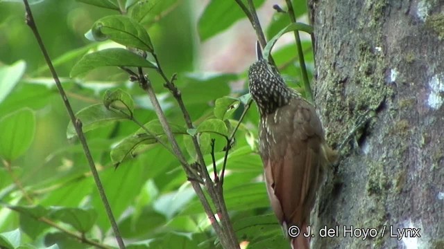 Buff-throated Woodcreeper (Dusky-billed) - ML201326241