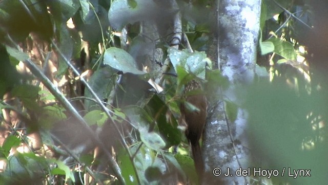 Buff-throated Woodcreeper (Dusky-billed) - ML201326251