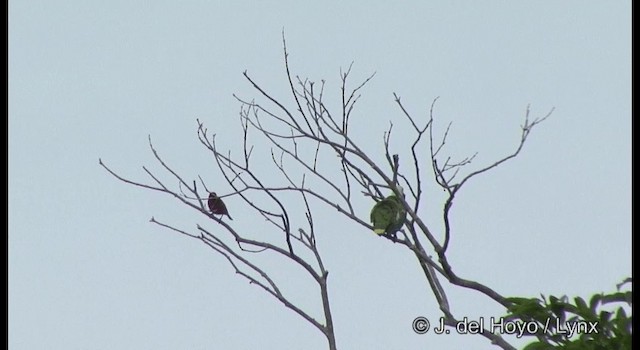 holub stříbrohlavý - ML201326281