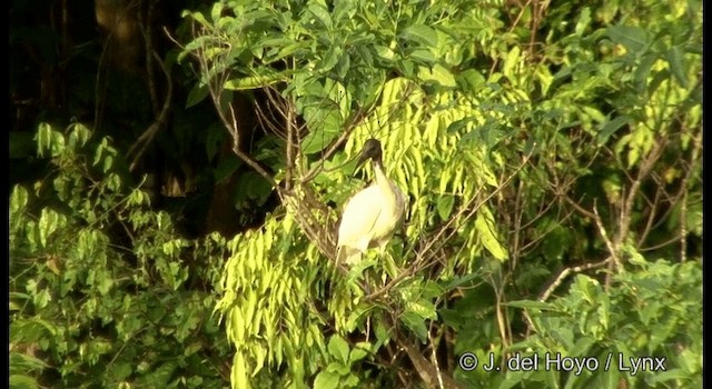 Ibis à cou noir - ML201326291