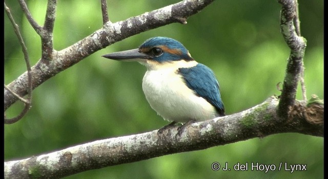 Pacific Kingfisher - ML201326301