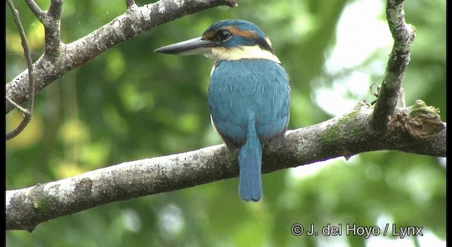 Pacific Kingfisher - ML201326311