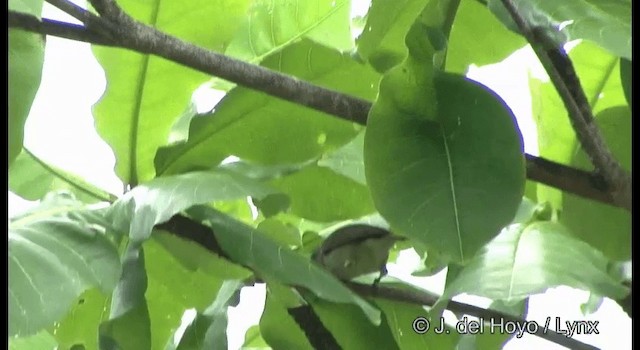 Bare-eyed White-eye - ML201326331