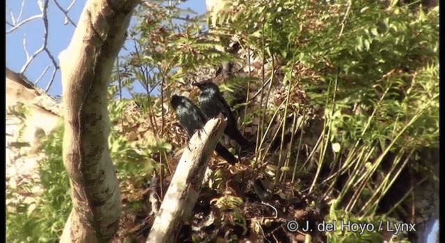 Singing Starling - ML201326361