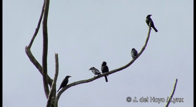 Singing Starling - ML201326371