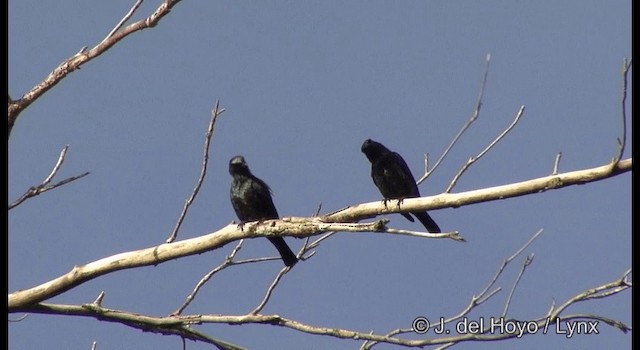 Singing Starling - ML201326381