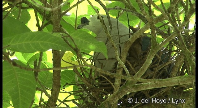 Pacific Imperial-Pigeon - ML201326411