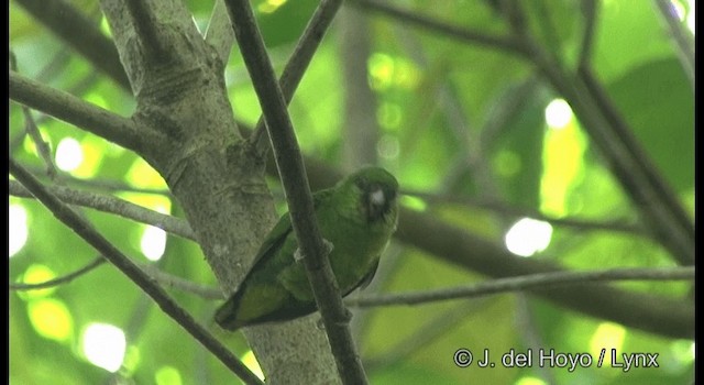 Папужка-пігмей зелений - ML201326441