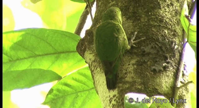 Папужка-пігмей зелений - ML201326461