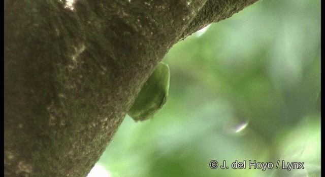 Папужка-пігмей зелений - ML201326481
