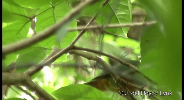 Silver-capped Fruit-Dove - ML201326491
