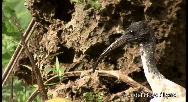 Ibis à cou noir - ML201326501